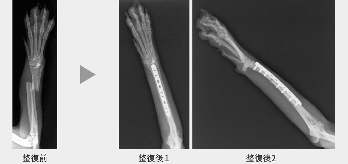 右前肢⾻折の症例