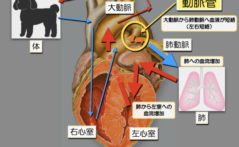 犬 トイ プードル の動脈管開存症の手術を行いました 心臓手術 杉並区 荻窪の動物病院 荻窪桃井どうぶつ病院 杉並動物循環器クリニック