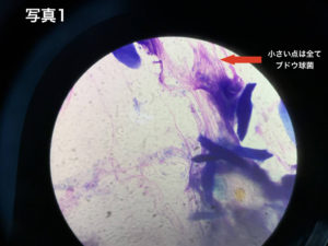 知ってるようで知らない犬の膿皮症について 杉並区 荻窪の動物病院 荻窪桃井どうぶつ病院 杉並動物循環器クリニック