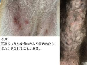 知ってるようで知らない犬の膿皮症について 杉並区 荻窪の動物病院 荻窪桃井どうぶつ病院 杉並動物循環器クリニック