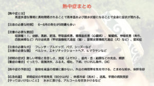 熱中症にご注意ください 予防法と応急処置 犬 猫 短頭種 フレンチ ブルドッグ パグ 杉並区 荻窪の動物病院 荻窪桃井どうぶつ病院 杉並動物 循環器クリニック