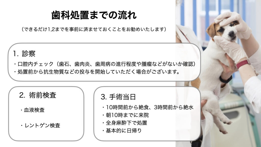 犬と猫の歯科処置 スケーリング 杉並区 荻窪の動物病院 荻窪桃井どうぶつ病院 杉並動物循環器クリニック