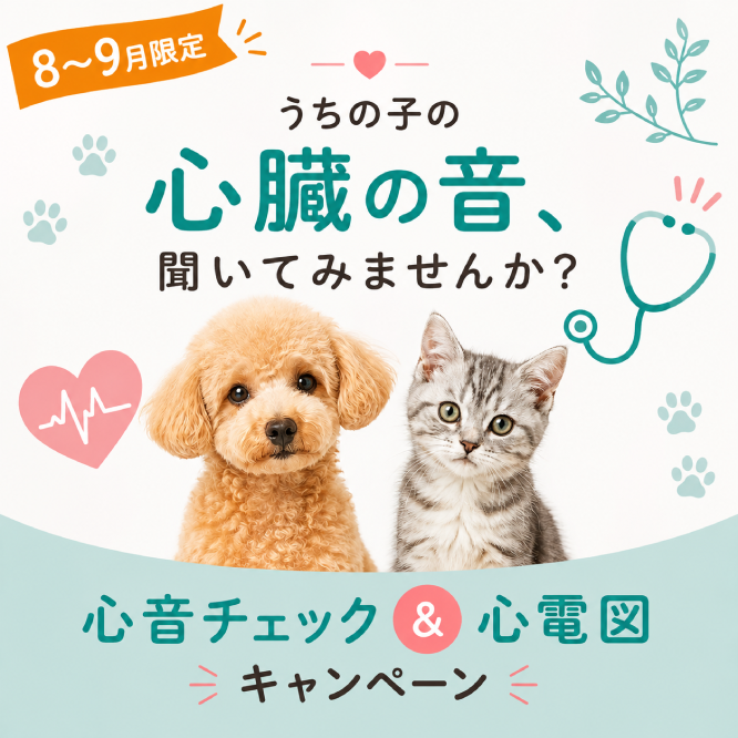 心音チェック＆<br>心電図キャンペーン